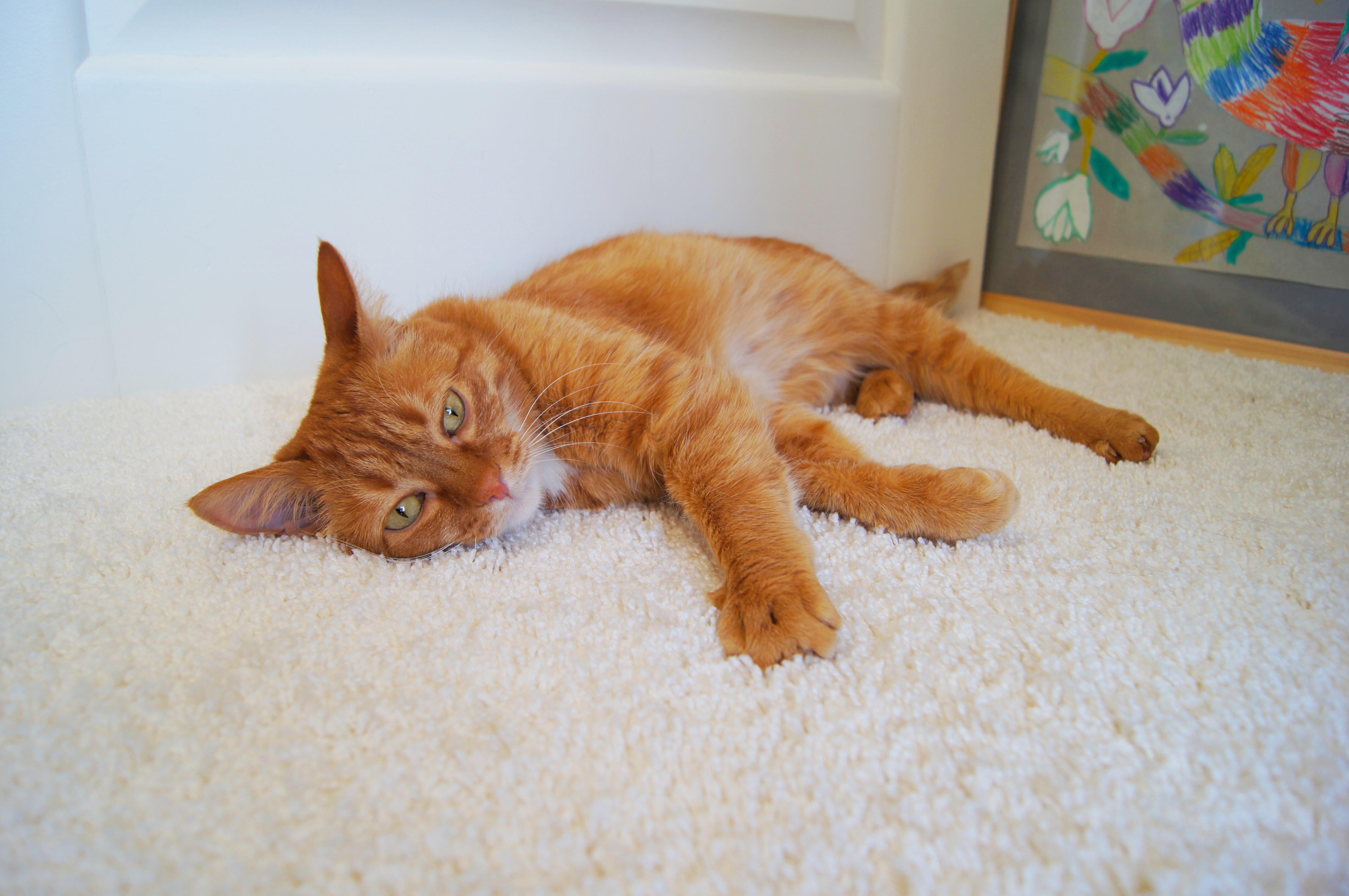 Ковролин "Зартекс" Amarena 140 бежевый (4м) — купить в Владимире